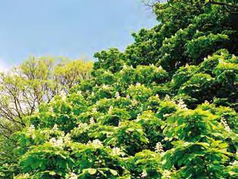 Kasztanowiec pospolity (Aesculus hippocastanum L.