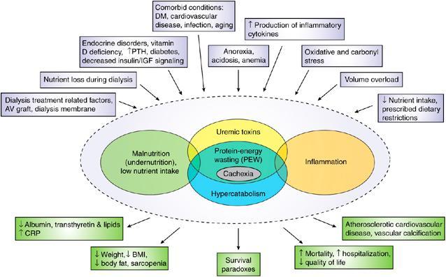 Protein energy wasting