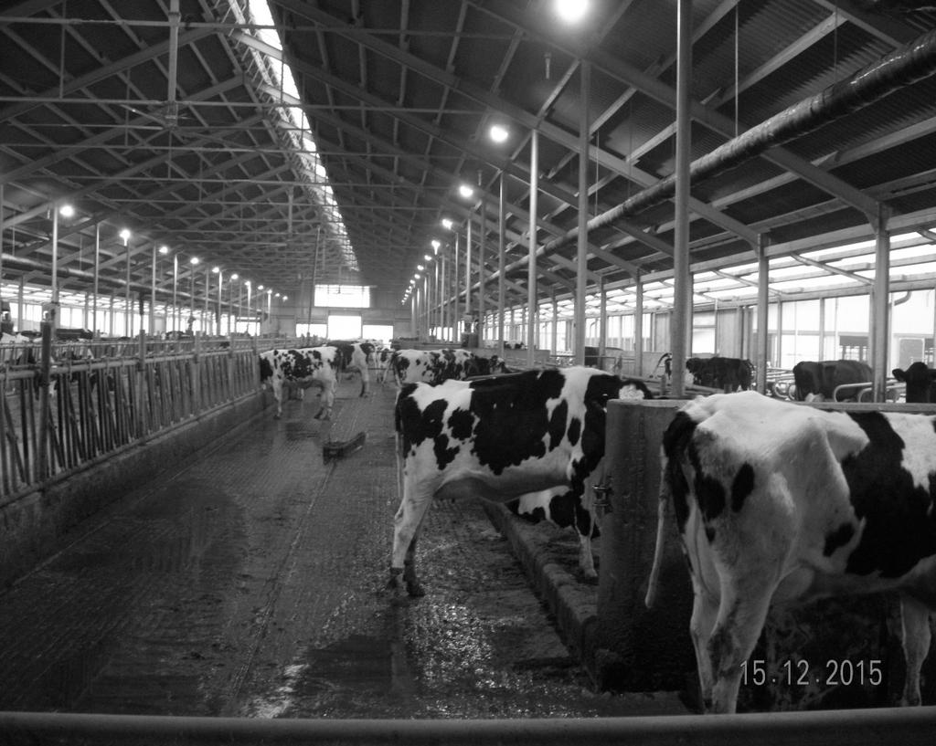 mieszanka treściwa Lactasan 9 kg; wartość pokarmowa dawki: energetyczna 7,2 MJ NEL, przy zawartości białka ogólnego 16,5%. Dawka została wyliczona na produkcję 36 kg mleka.