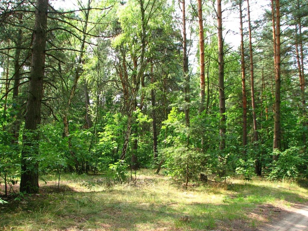 Zmiany stanu i struktury zasobów drzewnych w zależności od wieku drzewostanu i innych czynników taksacyjnych Dane pozyskano w ramach tematu Optymalizacja użytkowania oraz zasobności drzewostanów z