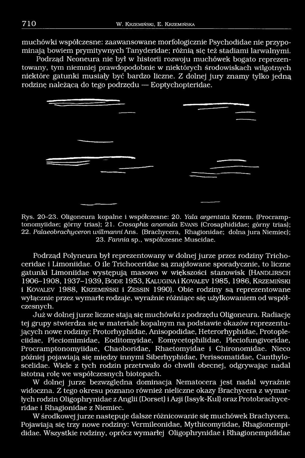 Z dolnej jury znamy tylko jedną rodzinę należącą do tego podrzędu Eoptychopteridae. Rys. 20-23. Oligoneura kopalne i współczesne: 20. Yala argentata Krzem. (Procramptonomyiidae; górny trias); 21.