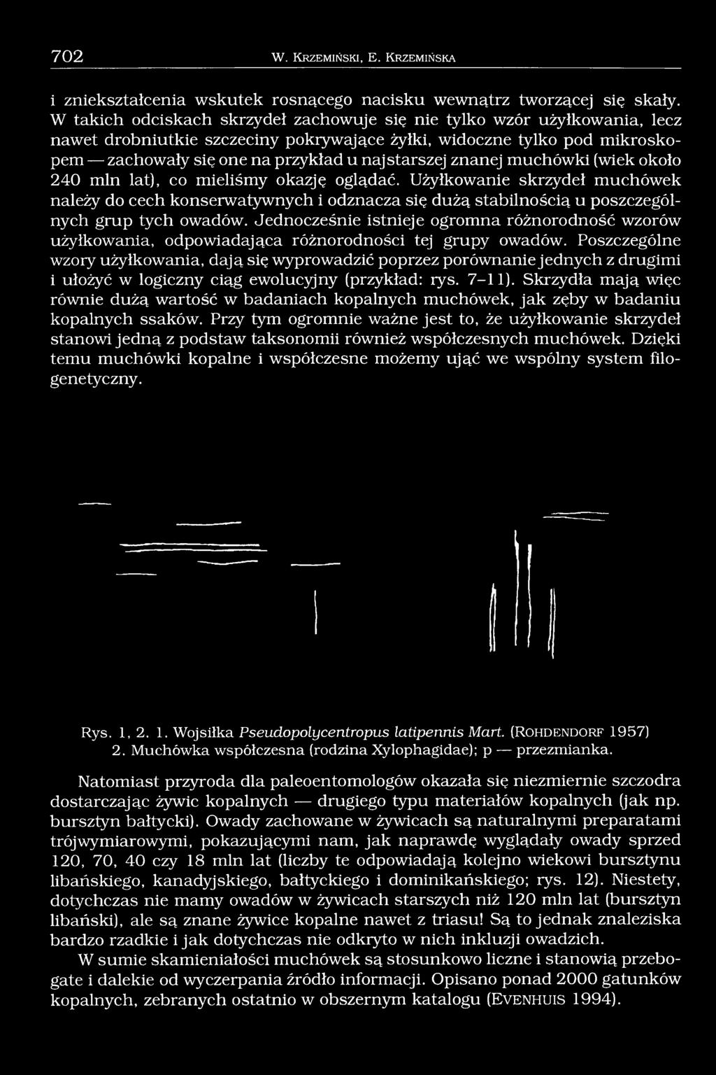 znanej muchówki (wiek około 240 min lat), co mieliśmy okazję oglądać. Użytkowanie skrzydeł muchówek należy do cech konserwatywnych i odznacza się dużą stabilnością u poszczególnych grup tych owadów.