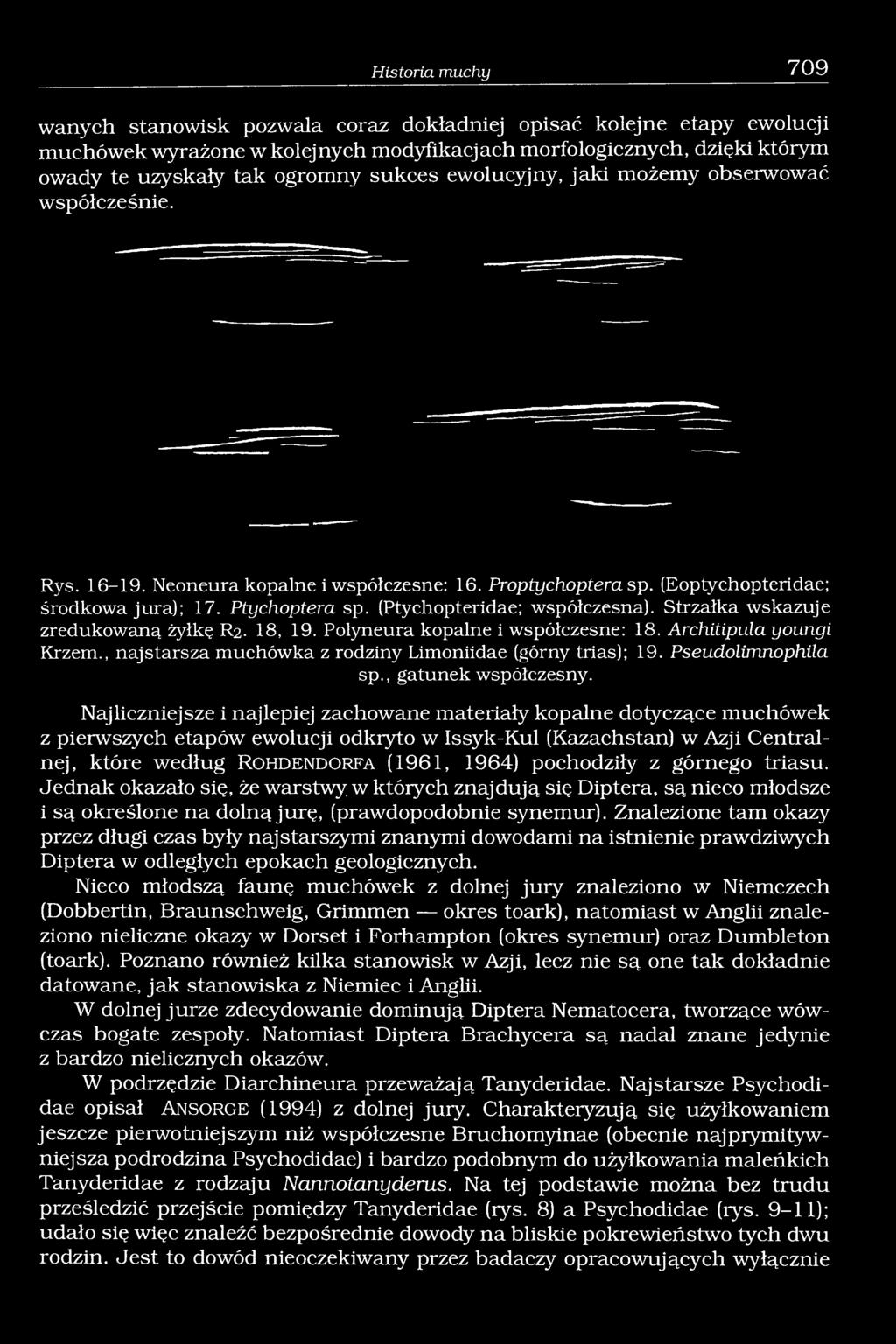 (Ptychopteridae; współczesna). Strzałka wskazuje zredukowaną żyłkę R2. 18, 19. Polyneura kopalne i współczesne: 18. Architipula youngi Krzem.