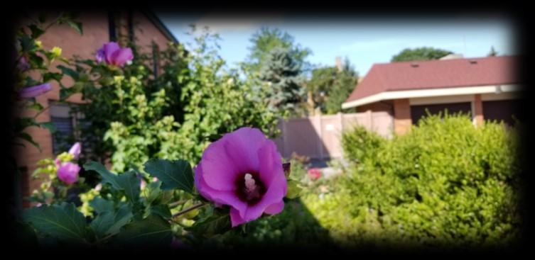 flowers grow.