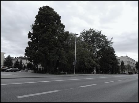 występują byliny oraz rośliny jednoroczne. Stan drzew jest różny ze względu na gęstość nasadzenia (tabela 1). Tabela 1. Wykaz istniejących gatunków Lp.