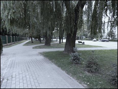 Klon jesionolistny Acer negundo pojedyncze 1 4. Dąb błotny Quercus palustris pojedyncze 1 5. Jarząb pospolity Sorbus aucuparia pojedyncze 1 6. Świerk kłujący Picea pungens pojedyncze 17 7.