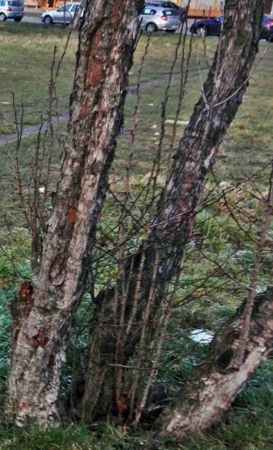Śliwa domowa Mirabelka z licznymi odrostami korzeniowymi 2.2. Elementy małej architektury Źródło: opracowanie własne Rys. 4.