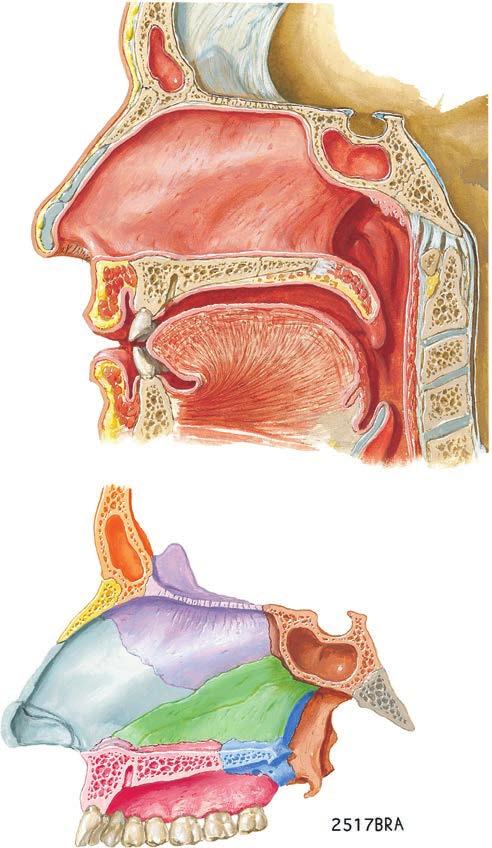 sphenoidale os ethmoidale crista galli lamina cribrosa lamina perpendicularis os nasale concha nasalis inferior os occipitale maxilla vomer os palatinum os frontale crista galli lamina cribrosa os