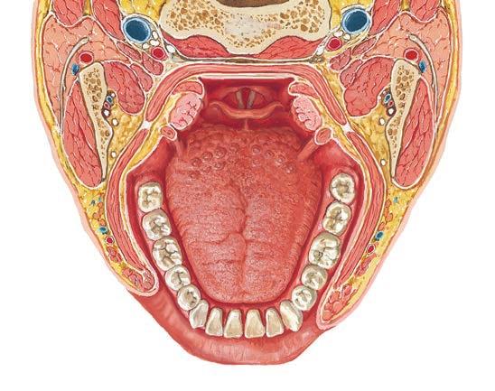 pterygoideus medialis) Powięź rylcowo-żuchwowa (fascia stylomandibularis) Wyrostek rylcowaty (processus styloideus) od góry i przyśrodkowo.