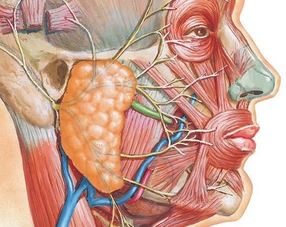 ramus marginalis mandibulae ramus colli m. pterygoideus medialis Przekrój poprzeczny pień główny nerwu twarzowego processus mastoideus ramus mandibulae m.