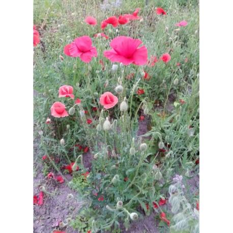 Nasiona majeranku ogrodowago 1.90zł Pełny opis: Nasiona majeranku ogrodowego (Origanum majorana). Roślina roczna Rodzina: jasnotowate. Wysokość: 30-40 cm.