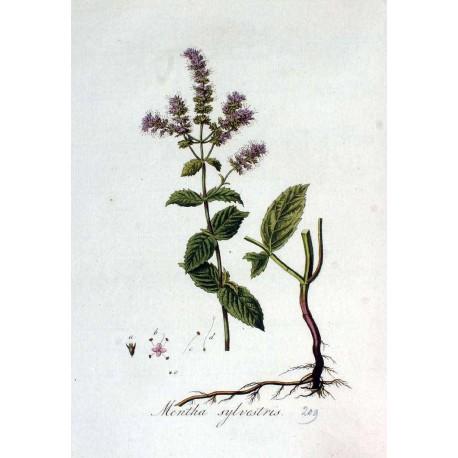 Nasiona mięta długolistna Pełny opis: Nasiona mięty długolistnej (Mentha longifolia). Roślina wieloletnia. Inna nazwa: mięta leśna (m. sylvestris) Rodzina: jasnotowate. Wysokość: 40-50 cm.