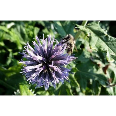 Nasiona prawoślazu lekarskiego Pełny opis: Nasiona prawoślazu lekarskiego (Althaea oﬃcinalis). Inna nazwa: ślaz lekarski; ślaz prawdziwy; ślaz leśny; malwa prawdziwa; topolówka; zygmarek lekarski.