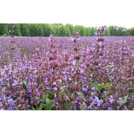 Nasiona szanty zwyczajnej Pełny opis: Nasiona szanty zwyczajnej (Marrubium vulgare). Roślina wieloletnia Inna nazwa: marzanna, gorzkie ziele Rodzina: jasnowate.