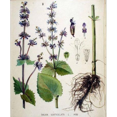 Nasiona szałwii okręgowej Pełny opis: Nasiona szałwia okręgowa (Salvia verticillata). Roślina wieloletnia. Rodzina: jasnotowate. Wysokość: 30-60cm. Termin siewu: IV,IX. Termin kwitnienia: VI-VIII.