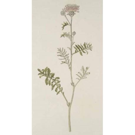 Ilość nasion w 1g: 125 Źródło zdjęć: http://plantsgallery.blogspot.