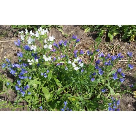 Nasiona żmijowca babkowatego MIESZANKA Pełny opis: Nasiona żmijowca babkowatego (Echium plantagineum) mieszanka.