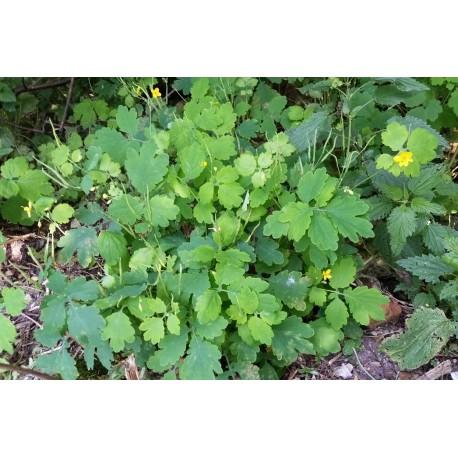 Nasiona glistnik jaskółcze ziele Pełny opis: Nasiona Glistnik jaskółcze ziele(chelidonium Majus). Roślina wieloletnia Rodzina: makowate. Wysokość: 30-100 cm. Termin siewu: IV, XI.