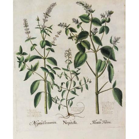 Nasiona jeżówka purpurowa Pełny opis: Nasiona jeżówki purpurowej (Echinacea purpurea). Roślina wieloletnia Inna nazwa: rotacznica purpurowa. Rodzina: astrowate. Wysokość: 60-120cm. Termin siewu: IV.