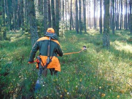 Przebieg tropu. Podczas prac w łowisku, przewodnik posokowca przemierza z otokiem w ręku nie tylko dojrzałe drzewostany sosnowe bez podszytu.
