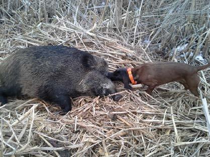 nieodpowiednich metod szkolenia, dzięki którym próbuje się z psów nie mających naturalnych predyspozycji do oszczekiwania martwej zwierzyny zrobić konkursowe oszczekiwacze, nie bacząc na to, że