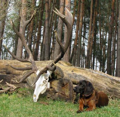 Odłożenie z utrudnieniem. (Fot. z arch. M. Kunikowski) pobudzony, że nie sposób zainteresować go powtórnie zimnym tropem szkoleniowym.