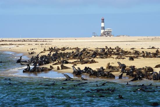 Miejscem postoju jest duża kolonia fok w Pelican Point.
