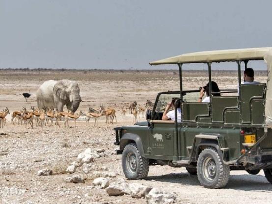 Parku Narodowym Etosha samochodami terenowymi z podniesionym dachem, co umożliwia obserwowanie otoczenia i dzikich zwierząt w ich naturalnym środowisku.