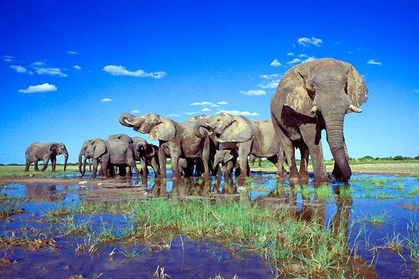 2019 - Śniadanie w Lodge/ Wykwaterowanie - Przejazd do Mokuti Lodge (3h00) / Zakwaterowanie - Całodniowe Safari w Etosha