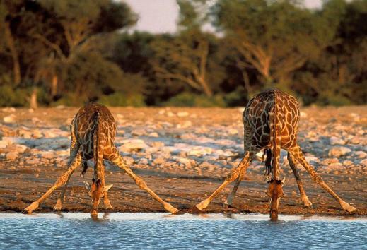 Narodowym Etosha.