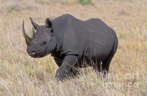 zamieszkujących Etosha. Zwierzęta najczęściej gromadzą się przy w wodopojach, gdzie nie są niepokojone przez człowieka.