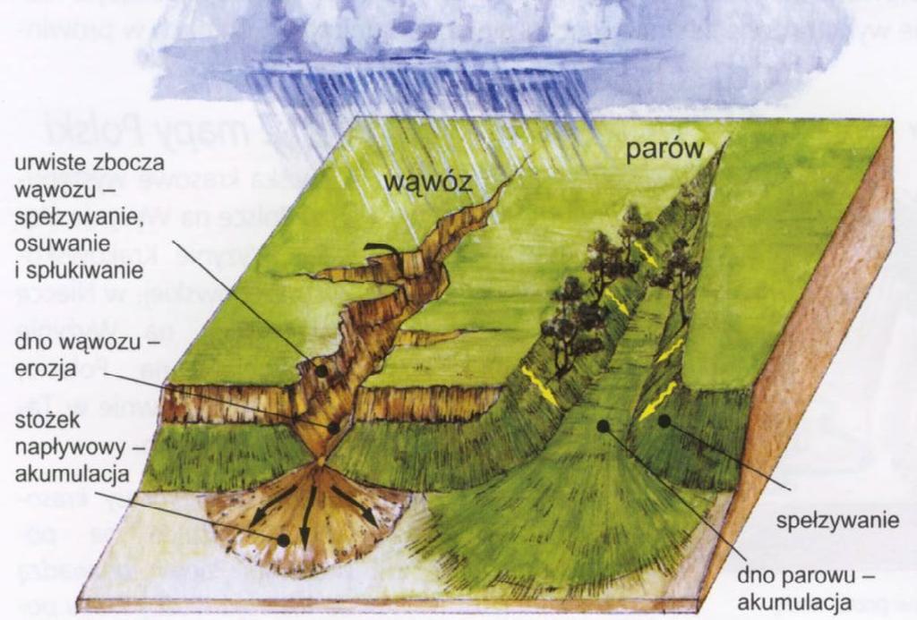 Zbocza okryte darnią podlegają spełzywaniu, a w obrębie dna zachodzi proces