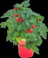 Pelargonia bluszczolistna