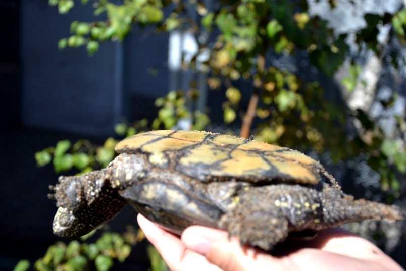 Phot. 4. Concave plastron of a male pond turtle Fot. 5.