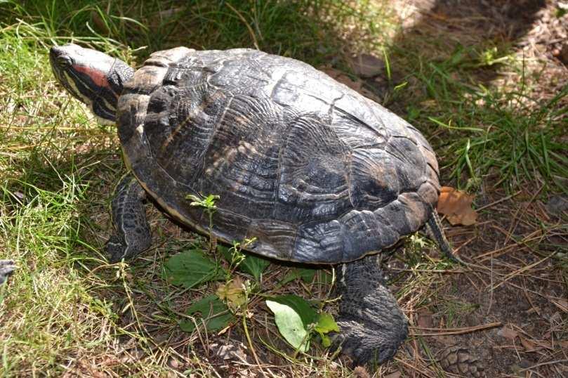 E. Peter i in. Fot. 6. Samica żółwia czerwonolicego (Trachemys scripta elegans) (fot. E. Peter) Phot. 6. The female of red-eared slider (Trachemys scripta elegans) Ochrona gatunku W 1935 r.
