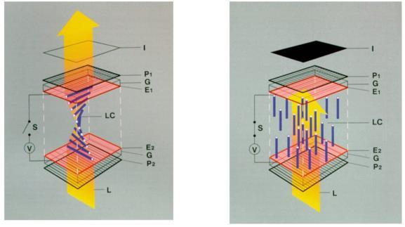 liquid crystal