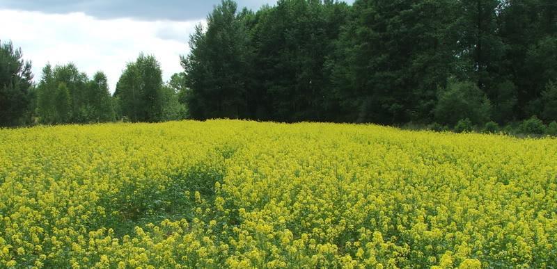 Ulepszone odmiany gorczycy białej znajdują zastosowanie jako: źródło oleju spożywczego w