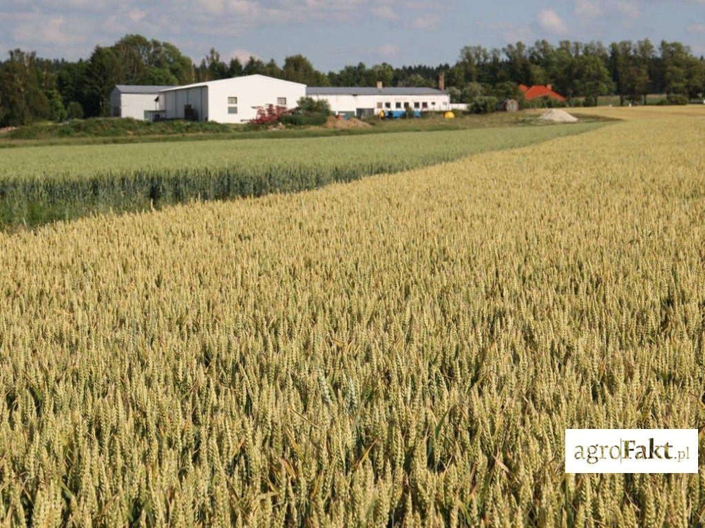 .pl https://www..pl Duży areał uprawy zajmuje odmiana Bohemia. W poprzednim sezonie uzyskałem z tej plantacji najlepsze parametry ziarna i bardzo wysoki plon.