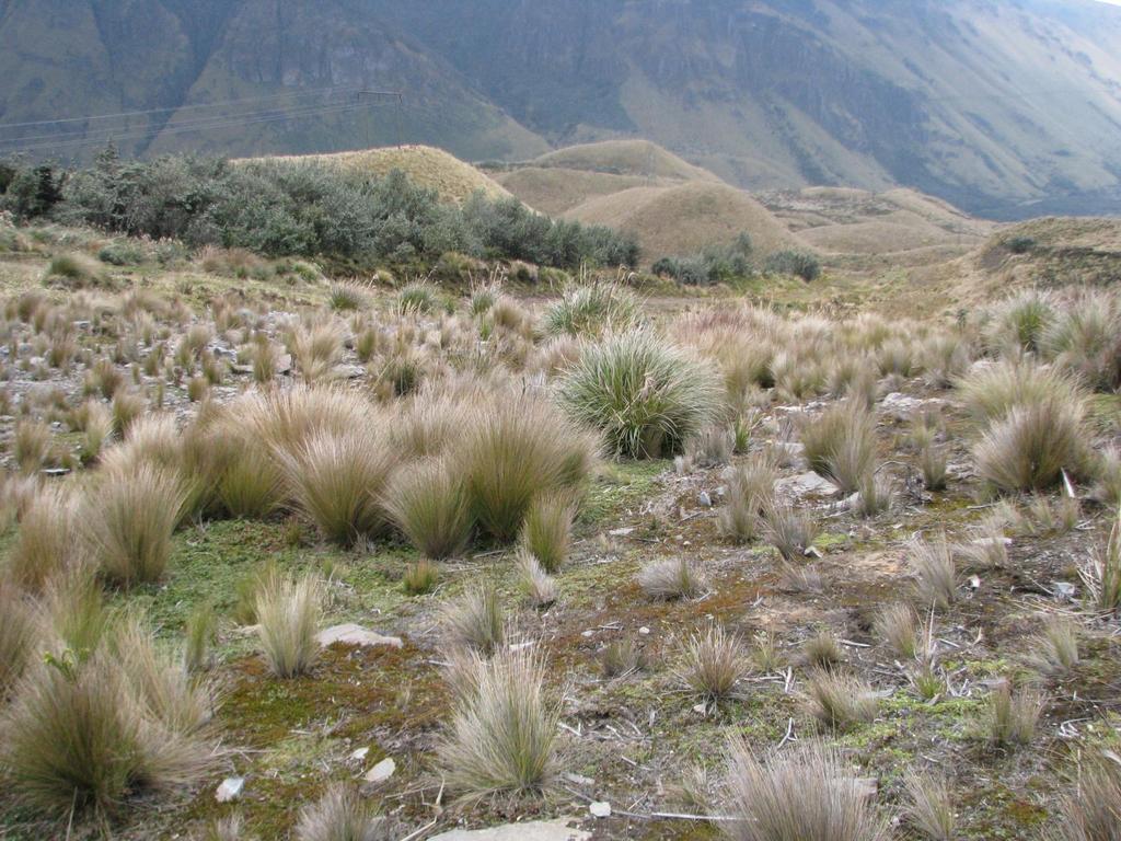 paramo,