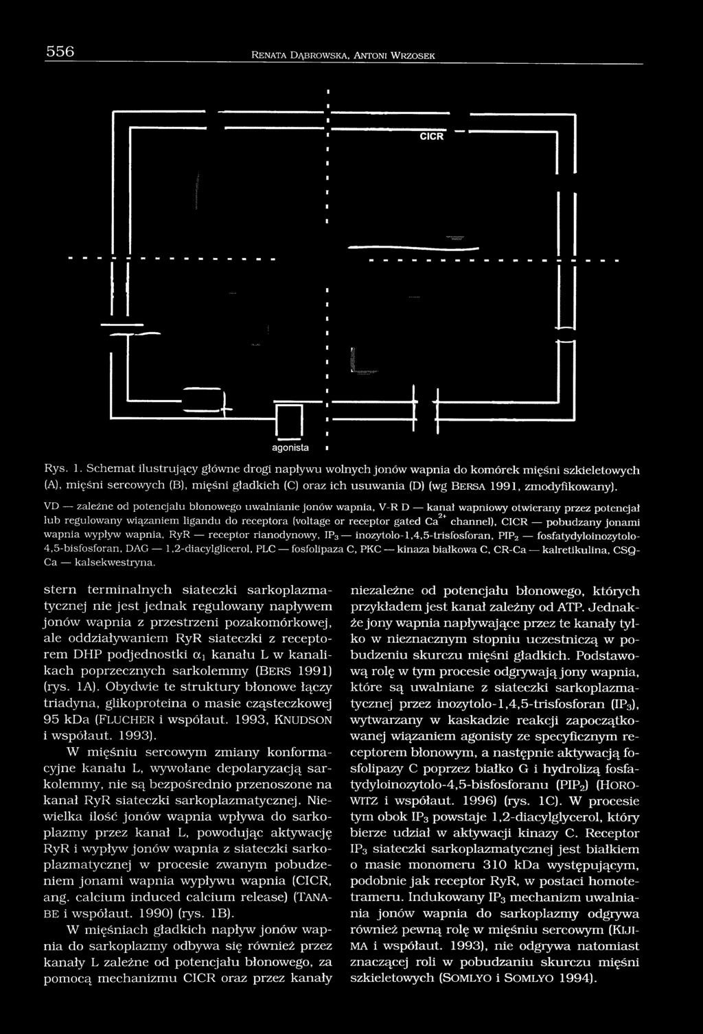 VD zależne od potencjału błonowego uwalnianie jonów wapnia, V-R D kanał wapniowy otwierany przez potencjał lub regulowany wiązaniem ligandu do receptora (voltage or receptor gated Ca2+ channel), CICR