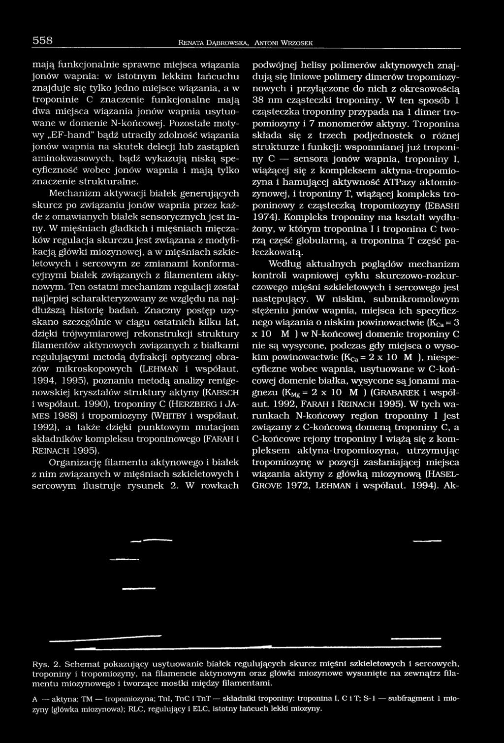 Pozostałe motywy EF-hand bądź utraciły zdolność wiązania jonów wapnia na skutek delecji lub zastąpień aminokwasowych, bądź wykazują niską specyficzność wobec jonów wapnia i mają tylko znaczenie