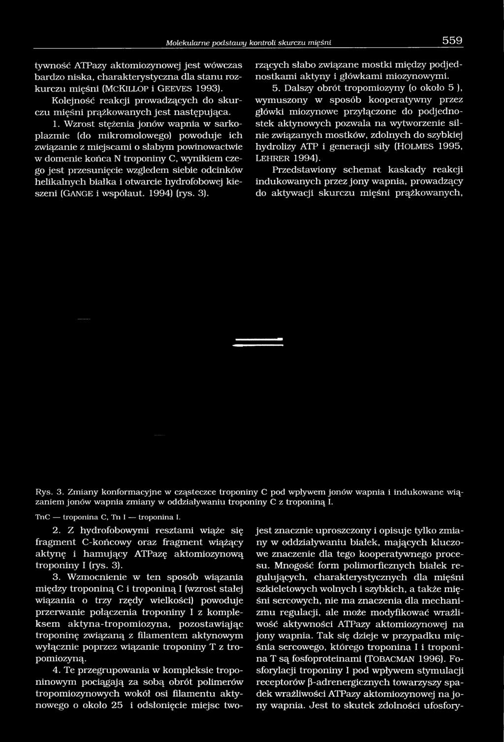 tywność ATPazy aktomiozynowej jest wówczas bardzo niska, charakterystyczna dla stanu rozkurczu rżących słabo związane mostki między podjednostkami aktyny i główkami miozynowymi.