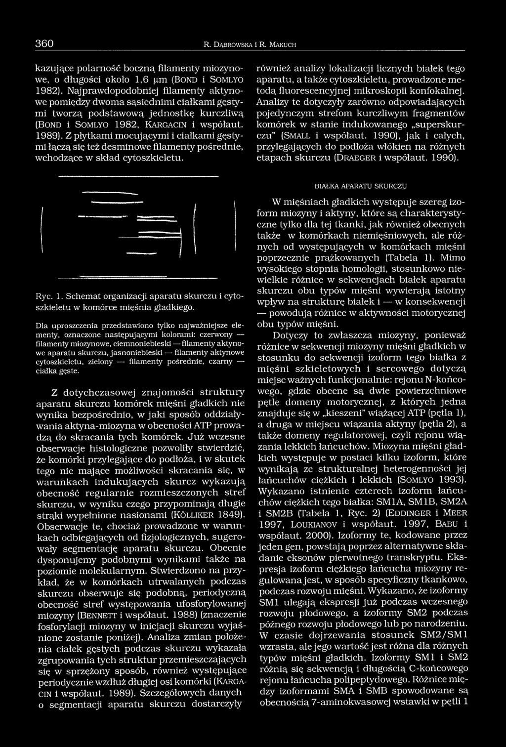 Z płytkami mocującymi i ciałkami gęstymi łączą się też desminowe filamenty pośrednie, wchodzące w skład cyto szkieletu.