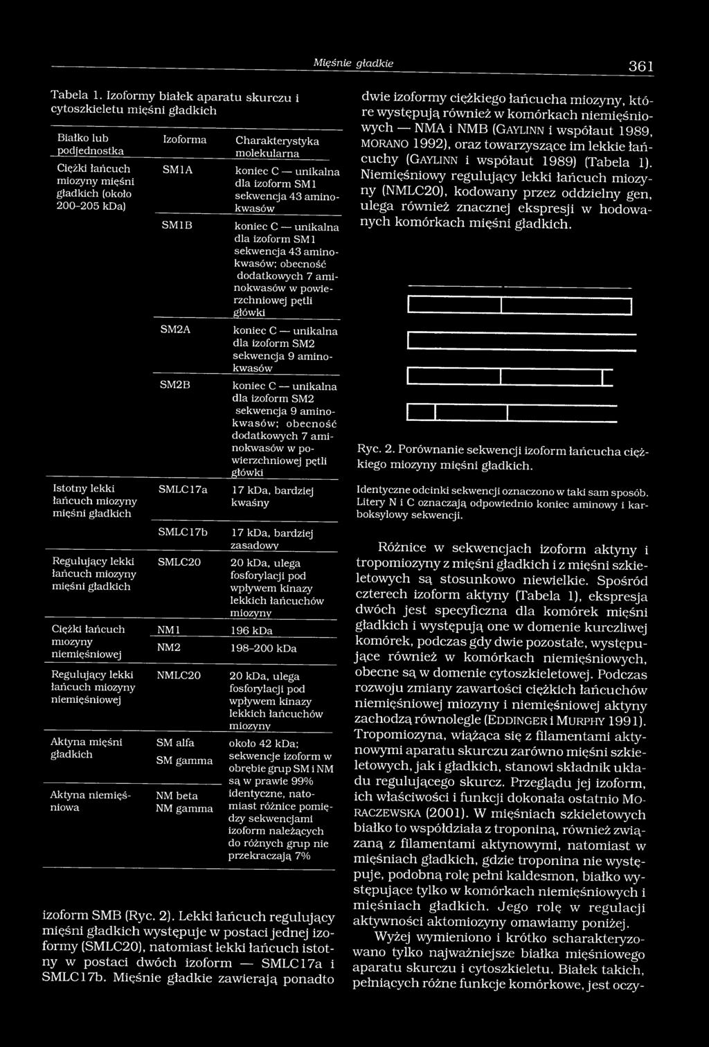 Regulujący lekki łańcuch miozyny mięśni gładkich Izoforma SM1A SM IB SM2A SM2B SMLC17a SMLC17b SMLC20 C harakteiy styka molekularna koniec C unikalna dla izoform SM 1 sekwencja 43 aminokwasów koniec