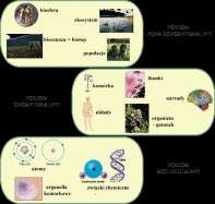 EKOLOGIA - NAUKA INTERDYSCYPLINARNA POZIOM PONADORGANIZMALNY biogeografia ekologia etologia (badanie zachowania się zwierząt) genetyka sozologia (nauka o czynnej ochronie