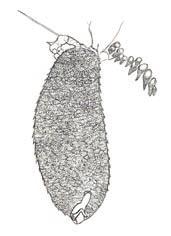 Poczwarki chironomidae. Adaptacje morfologiczne, behawioralne i fizjologiczne 137 wi tlenu (Thienemann 1954; Langton 1989, 1995; Marziali i współaut. 2006). Cel ten realizowany jest kilkoma sposobami.