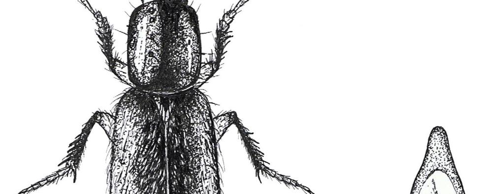 ABSTRACT: A male of Philonthus rufimanus HEER, (Coleoptera, Staphylinidae) was found in the Bieszczady Niskie Mts (SE Poland). This species is new to the Polish fauna.