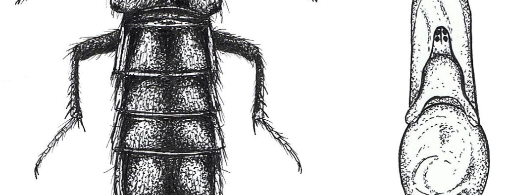 Podczas wyjazdu terenowego w Bieszczady na południe od Jeziora Solińskiego stwierdzono występowanie chrząszcza Philonthus rufimanus HEER. Jest to gatunek nowy dla fauny Polski.