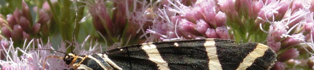 Kusakowate Staphylinidae,
