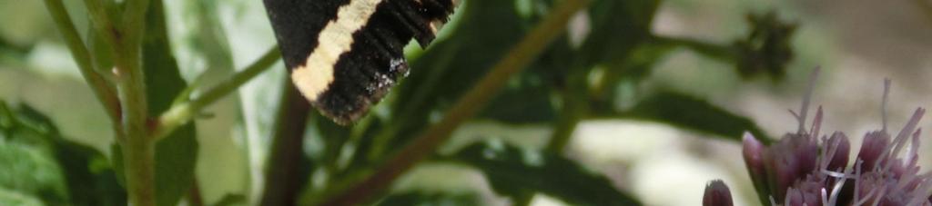 Staphylinidae.